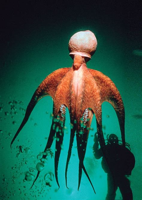 Scuba Diving Top 100 Best Overall Diving Deep Sea Creatures