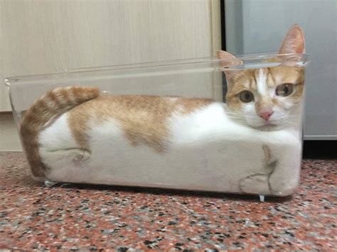 20 Funny Cats That Prove Felines Will Try To Fit Into Just About Anything
