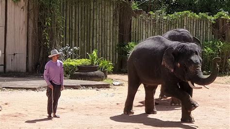 Definitely recommend a visit to kecv if you're planning a. 25-01-2020: Di Kenyir Elephant Conservation Valley dengan ...