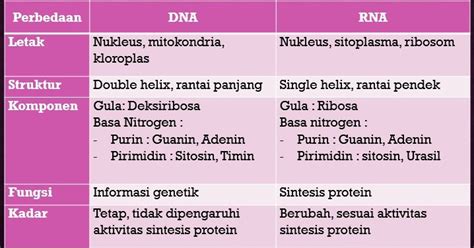 Perbedaan Dna Dan Rna Gen Serta Kromosom Bank Soal Biologi
