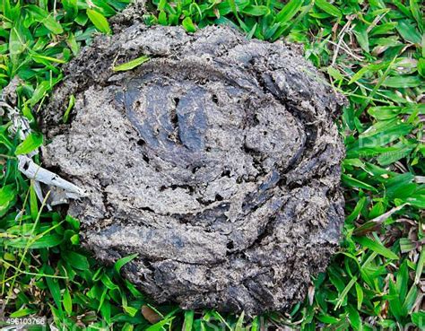 Dried Cow Dung Stock Photo Download Image Now 2015 Agricultural