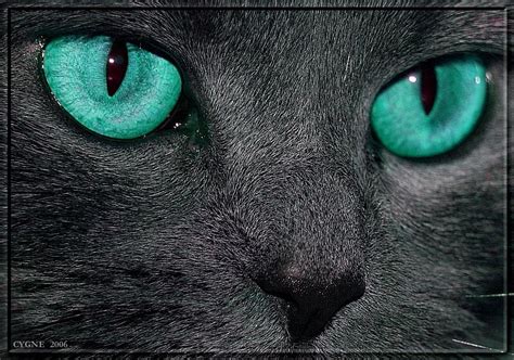 Turquoise Cat Eyes Turquoise Eyes Sick Cat Symptoms Grey Cats