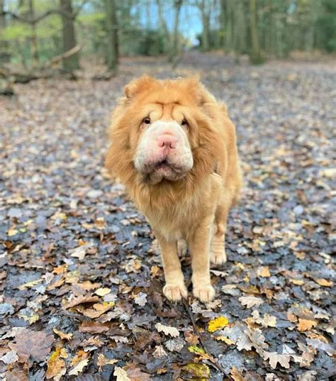 The Bear Coat Shar Pei What Makes This Breed Extra Special
