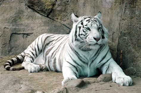 Tigre Du Bengale Blanc Amur Tiger Albino Bengale Tigre Albino Un Tigre