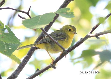 Birding With Lisa De Leon Warblers Of Yellow Color
