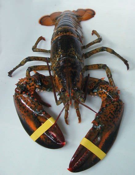 American Clawed Lobster