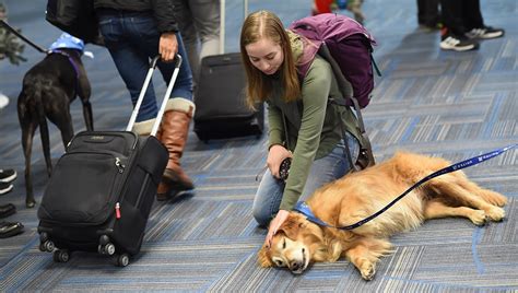 .or you would like your pet to travel unaccompanied, contact alaska airlines cargo for more. United Airlines Sends 200 Comfort Dogs To Airports To Help ...