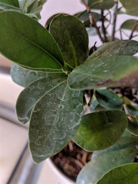 Help Ficus Is Losing Leaves And Has White Residue On Remaining Leaves