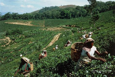 Workers On A Tea Plantation Photograph By Carl Schmidt Luchsscience