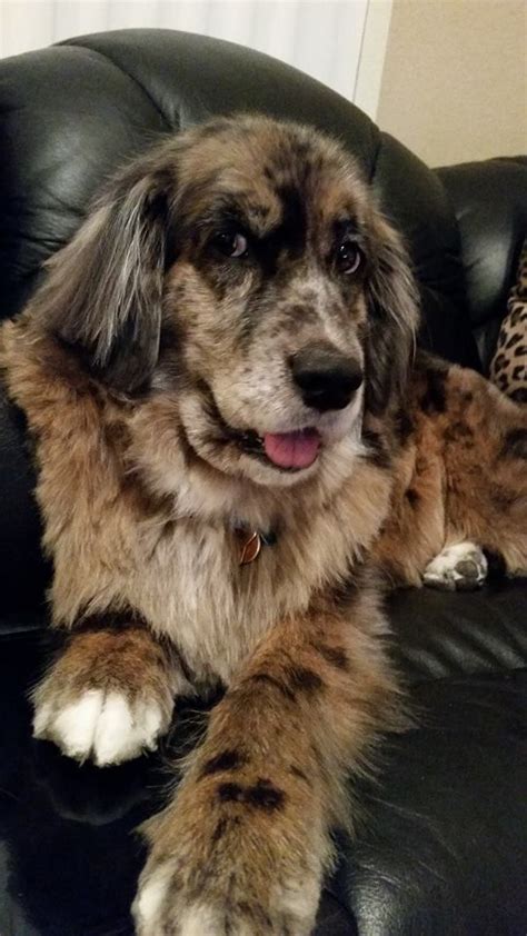 Golden Retriever Australian Shepherd Mix What A Beauty Golden