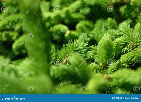 Green Pines Stock Photo Image Of Macro Spike Vibrant 227030