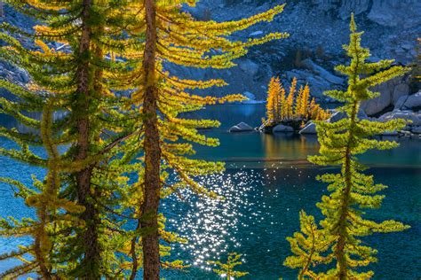 Backlit Alpine Larches At Crystal Lake In The Enchantments