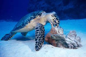 Some sea turtle populations nest and feed in the same general areas; Population and Niche - www.endangeredhawksbillturtle.com