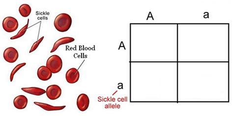 The best example, in this case, is the codominance blood type. AP Biology - Beyond Mendelian Genetics