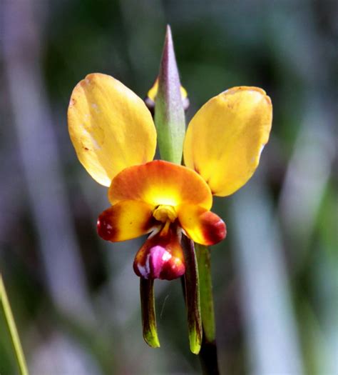 The flowers are a combination of bright pink and white. 9 Orchids That Look Like Animals to Trick Animals and Insects
