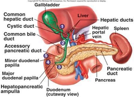 The pancreas has a connection via a tube (duct) to the first part of the gut (known as the duodenum) which is connected to the stomach. craniumcommander - Digestive System Anatomy | Anatomy ...