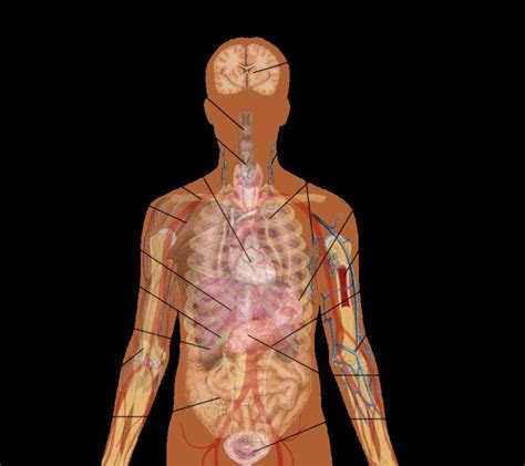 Human anatomy drawing drawing theory. the illustration human abdominal organs anatomical Location Of Human Body Organs diagram showing ...