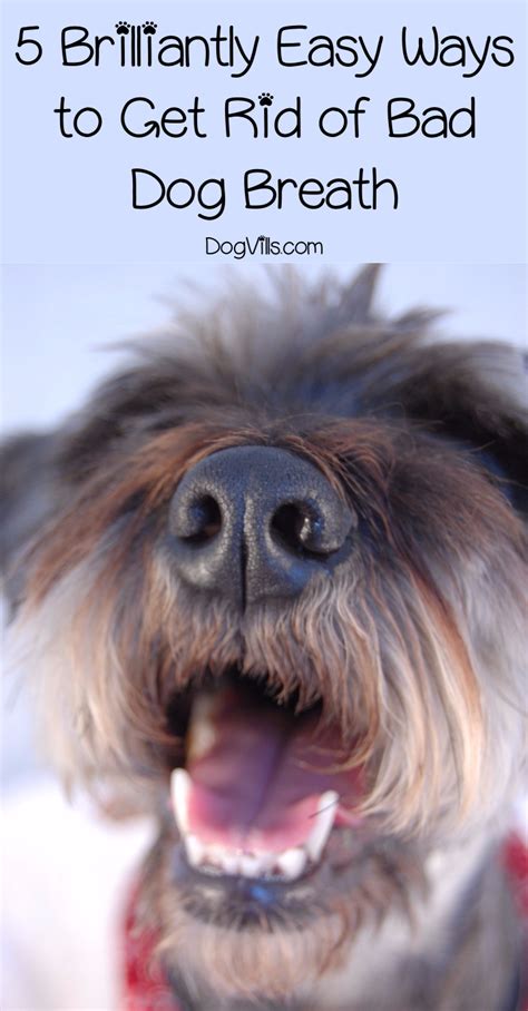 5 Brilliantly Easy Ways To Get Rid Of Bad Dog Breath Dogvills Bad