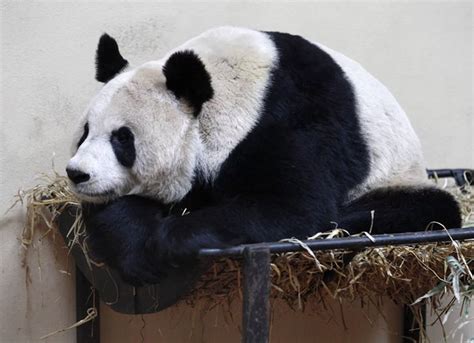 Edinburgh Zoo Panda Tian Tian Irish Mirror Online