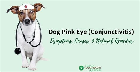 Pink eye symptoms typically subside in 1 to 2 weeks. Dog Pink Eye (Dog Conjunctivitis) Natural Remedies