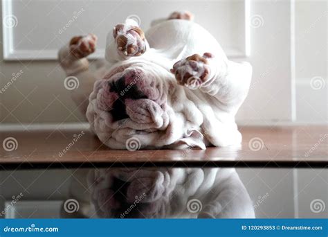 English Bulldog With Skin Rashes From Allergies Stock Photography