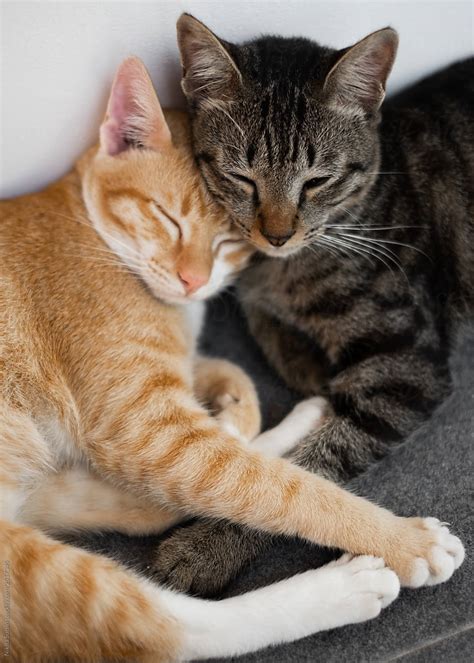 25 Cute Cats Cuddling Photos That Will Make You Go Aww