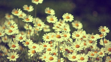 Find and save ideas about vintage desktop wallpapers on pinterest. Vintage Flowers Wallpapers Images Photos Pictures Backgrounds