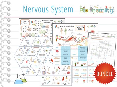 Nervous System 8x Games And Activities Ks3ks4 Teaching Resources