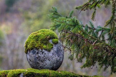 How To Grow Moss On Stone
