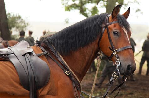 Trustmovies Spielbergs War Horse 90 Minutes At Least Proves A