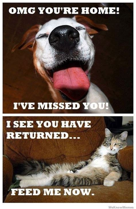 15 Cat Vs Dog Memes To Show Whos The Boss Funny Animal Pictures