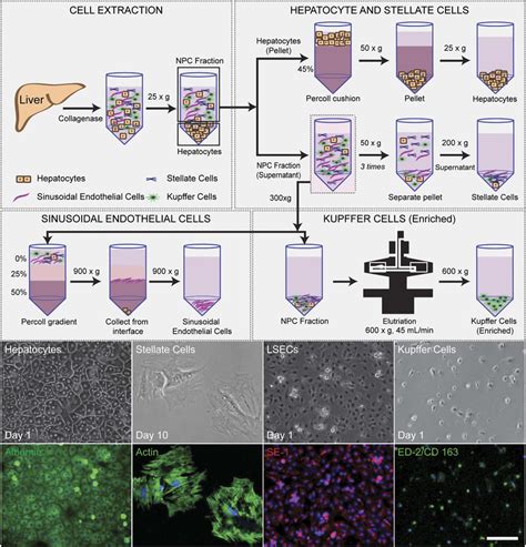 Isolation And Characterization Of Primary Hepatocytes And Download