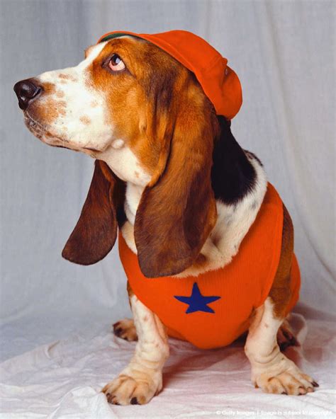 Basset Hound In Hat And Shirt Funny Animals Funny Dogs Funny Animal