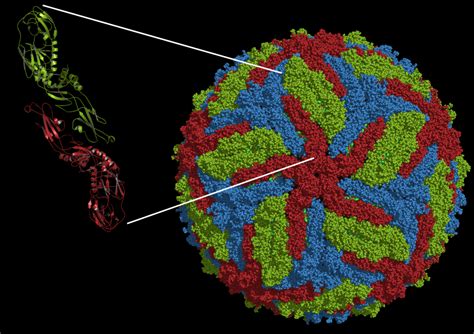 Antibodies To Dengue Virus Enhance Infection By Zika Virus Virology Blog