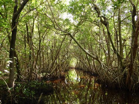 Les Everglades Découverte De La Mangrove En Bateau Destination Balades