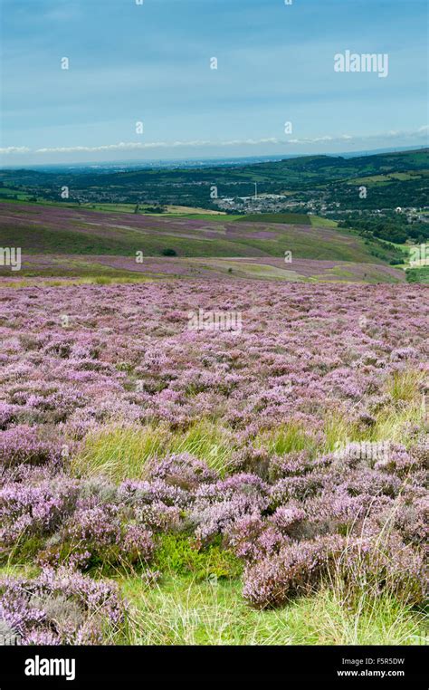 Heather Moorland In Full Bloom From Snake Pass In The Peak District