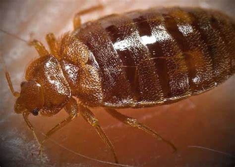 Guide To Where Bed Bugs Hide Room Diagrams Tips