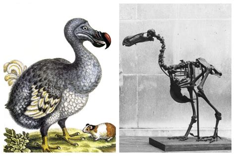 De Extinction Plan To Bring Back Dodo Could Have Bad Consequences