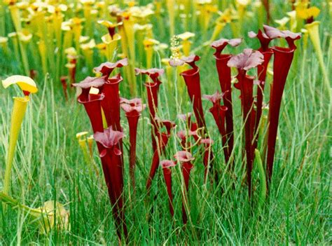 Een vleesetende planten klinken enger dan ze in werkelijkheid is. Vleesetende planten • Exotische bloemen en planten