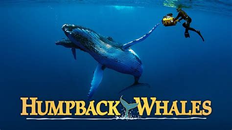 humpback whales award winning humpback whale documentary w ewan mcgregor youtube