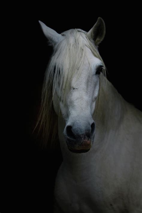 White Horse In Shadow Photograph By Christiana Stawski Fine Art America