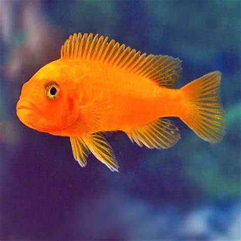 Home > Live Aquarium Fish for Sale > Freshwater Fish & Freshwater 