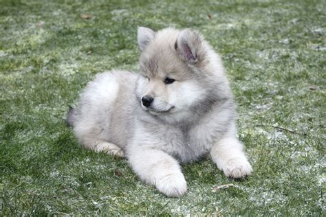 All The Information You Need To Have About The Eurasier