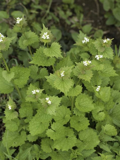 Alliaria Petiolata Garlic Mustard Invasive Plants Garden Plants