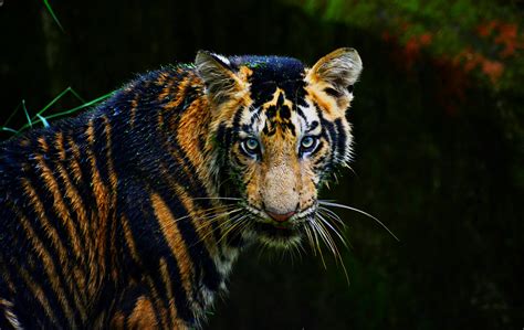 Bengal Tiger Free Stock Photo