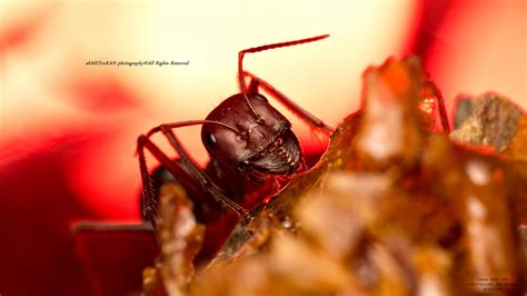 Ants Dream Red By Metkan On Deviantart