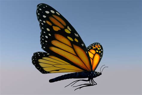 Animated Monarch Butterfly 3d Model 55 C4d Free3d