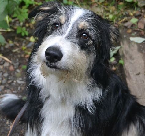 7 Month Old Male Bearded X Border Collie Dog Adoption Dogs 7 Month Olds