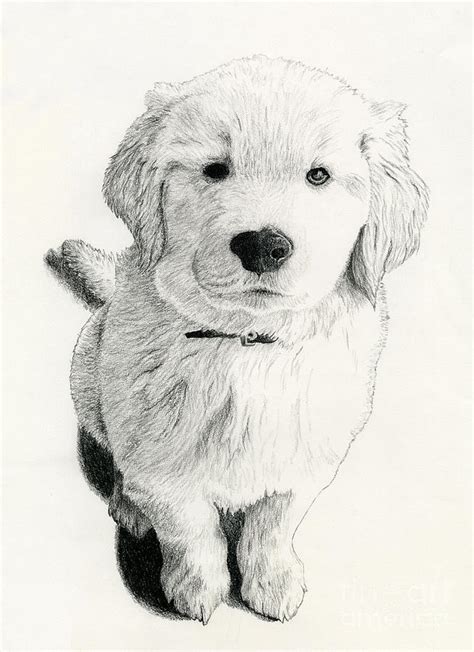 Golden Retriever Pup Drawing By Chris Trudeau