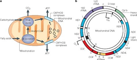 This pdf book provide pogil mutations for ap biology answer key. Figure 1 from Mitochondrial DNA mutations in human disease ...